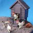 pvw011-chicken-shed